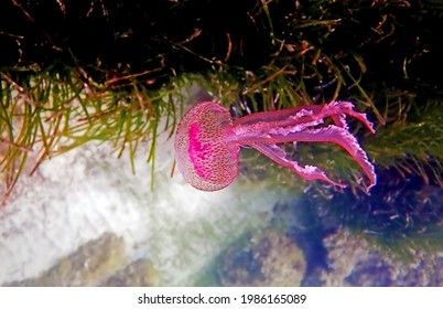 Mauve Stinger Purple Jellyfish - Pelagia Noctiluca