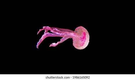 Mauve Stinger Purple Jellyfish - Pelagia Noctiluca