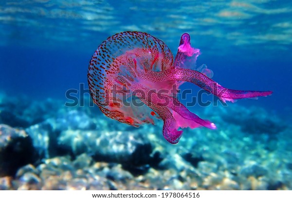 Mauve\
stinger purple jellyfish - Pelagia\
noctiluca