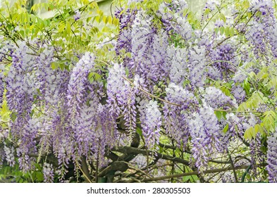 Wisteria Arbor Images Stock Photos Vectors Shutterstock