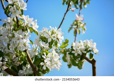 Güneş ışığında yumuşak açık mavi gökyüzü arka plan üzerinde çiçek açan kiraz. Bahar doğa güzel çiçek görüntüsü.