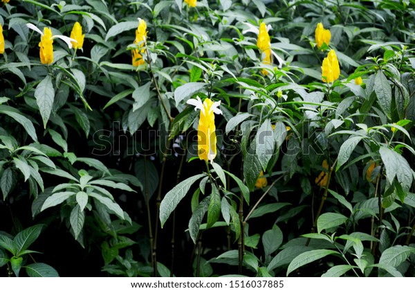 Mawlynnongshillongmeghalaya Land Exotic Flowers Common Golden Stock ...