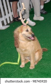 MAX, Dog Star Of The Grinch Who Stole Christmas, At The Los Angeles Premiere Of Cats & Dogs. 23JUN2001.  Paul Smith/Featureflash