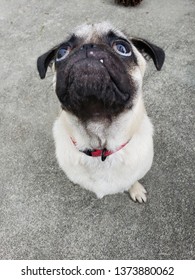 Max The Pug