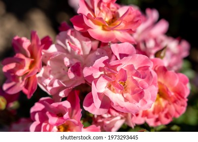 'Maxi Vita' Rose flowers in field.
				Scientific name: Rosa 'Maxi Vita'
				