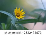 Maximilian sunflower, Helianthus maximiliani, growing in a summer garden.