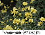 Maximilian sunflower small yellow wildflowers closeup of delicate beautiful lovely flowers against green background and blurred background in soft earth tone colors