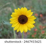 A Maximilian Sunflower in Texas