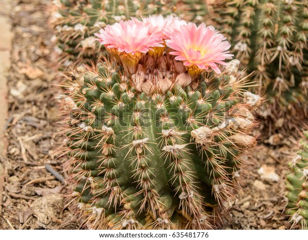 May 022017 Cactus Selective Focus Summer Stock Photo Edit Now