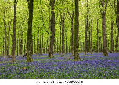 May 11th 2021: Bluebell Wood