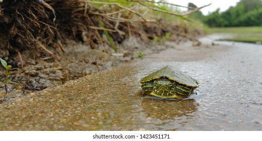 May 2019: Katy, Texas. Baby-Turtle