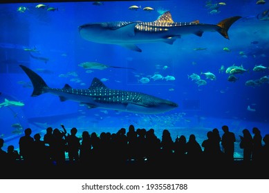 May 28, 2017: The main tank, called the Kuroshio Sea, of Okinawa Churaumi Aquarium in the Ocean Expo Park in Okinawa, Japan. It was the largest one as the aquarium was opened. 