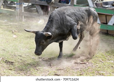 May 28, 2017 Sangolqui, Ecuador: Charging Bull Throwing Dust In The Air At A Rural Rodeo