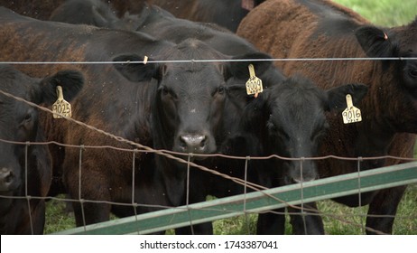May 28, 2020. Northern Illinois, USA. Dark Brown, Black, Cattle With Ear Tags. The Specks Are Flies.