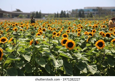 夏 空 ひまわり の画像 写真素材 ベクター画像 Shutterstock