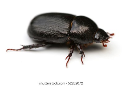 May Beetle Or Junebug (Phyllophaga).