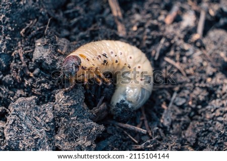 May beetle larva of the common May beetle or May beetle Melolontha melolontha. Larvae are dangerous pests of plant