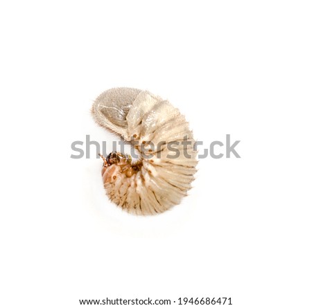 May beetle larva on white background