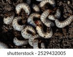 May beetle larvae on the ground.
May beetle. Plant pests. Danger to plants. May beetle development cycle. Garden pests.