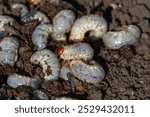 May beetle larvae on the ground.
May beetle. Plant pests. Danger to plants. May beetle development cycle. Garden pests.