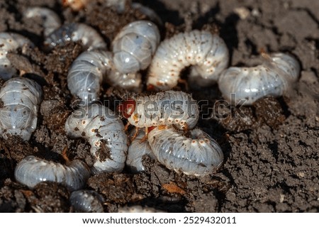 May beetle larvae on the ground.
May beetle. Plant pests. Danger to plants. May beetle development cycle. Garden pests.