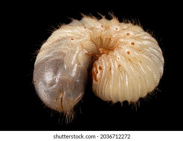 May beetle larvas, lat. Melolontha , Phyllophaga, isolated on black background
