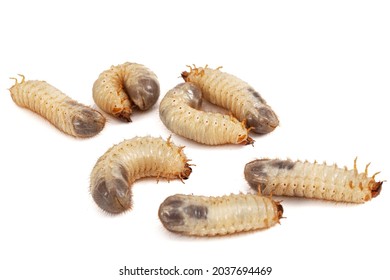 May beetle larvas, lat. Melolontha , Phyllophaga, isolated on white background
