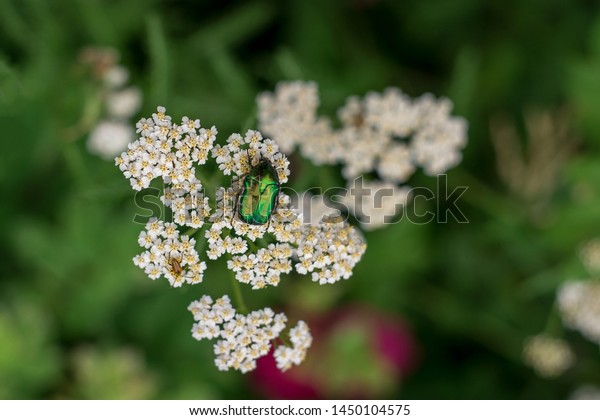 May beetle\
on white flower on green grass background . \
Cetonia aurata is a\
species of beetles from the subfamily Cetoniinae bronze in the\
family of lamellar scarabs on a white\
flower