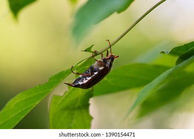 May beetle resting during the day under a leaf of a tree