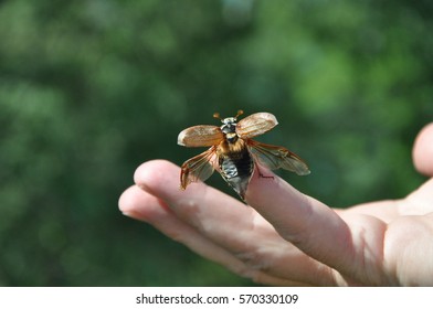 the may beetle spread its wings