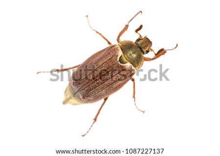 May bug or cockchafer (Melolontha melolontha) isolated on white background - macro shot of big beetle