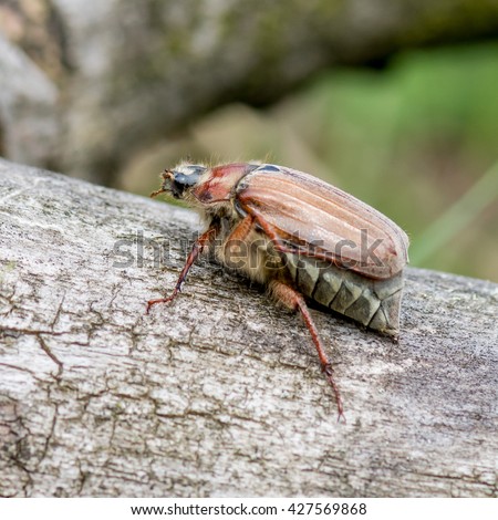 May bug (Melolontha melolontha)
