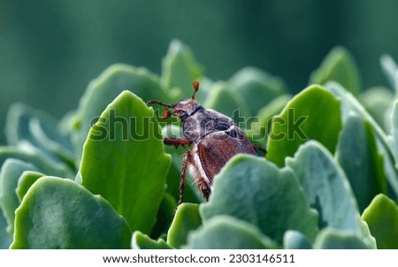 May bug on the leaf of a plant