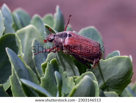 May bug on the leaf of a plant
