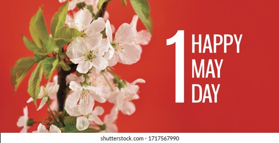 May Day Greeting Card With Blooming White Cherry Tree. Feast Day May 1. Happy May Day Poster. Spring White Flowers On A Red Background