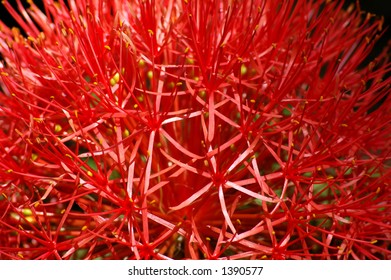 may flower