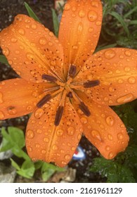 May Flowers In East Tn