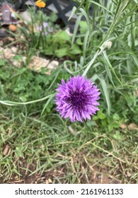 May Flowers In East Tn