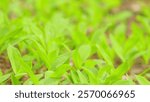 May lilies of the valley bloom in a shady forest clearing. Convallaria majalis floral background. Close up.