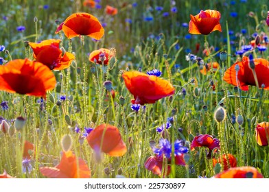 The May meadow, poppies and cornflowers - Shutterstock ID 225730897