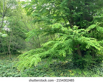 May - Rapid Development Of Plants. Krakow (Poland).