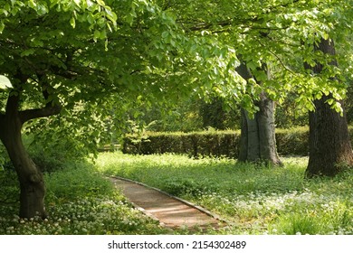 May - Rapid Development Of Plants. Krakow (Poland).