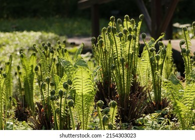 May - Rapid Development Of Plants. Krakow (Poland).