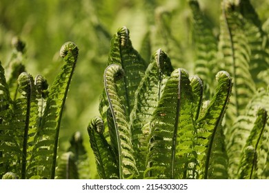 May - Rapid Development Of Plants. Krakow (Poland).