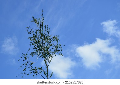 A May Tree With Colorful Ribbons Before Blue Sky