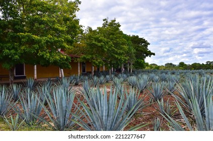 Mayapan Traditional Agave Distillery, Destilería Artesanal de Agave Mayapán, Agave Garden, Distillery of Tequila, Valladolid, Yucatán, Mexico