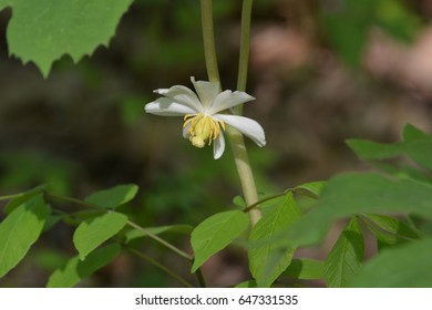 Mayapple Wildflower