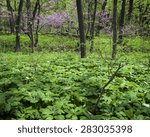 Mayapples and eastern redbud trees in the spring woods at Lyman Woods forest preserve, DuPage County, Illinois.