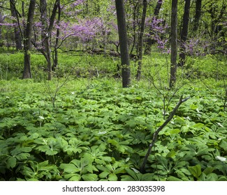 Mayapples and eastern redbud trees in the spring woods at Lyman Woods forest preserve, DuPage County, Illinois.