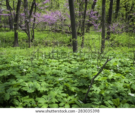 Mayapples and eastern redbud trees in the spring woods at Lyman Woods forest preserve, DuPage County, Illinois.